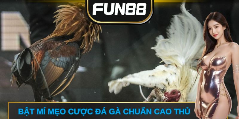 Bật mí mẹo cược đá gà chuẩn cao thủ