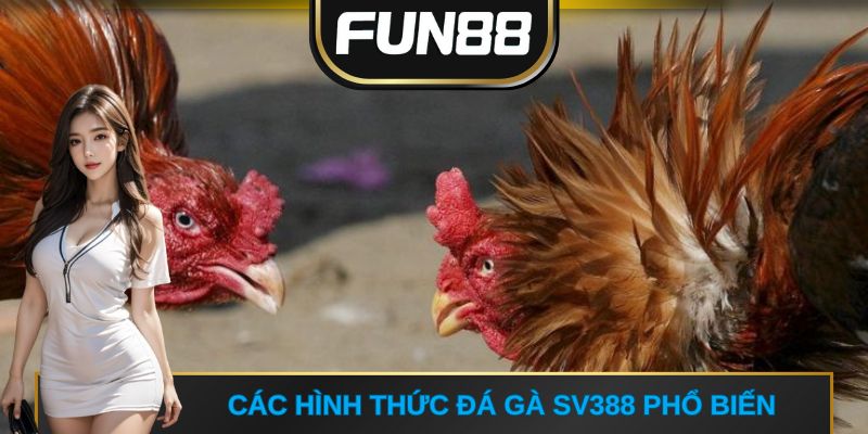 Các hình thức đá gà SV388 phổ biến