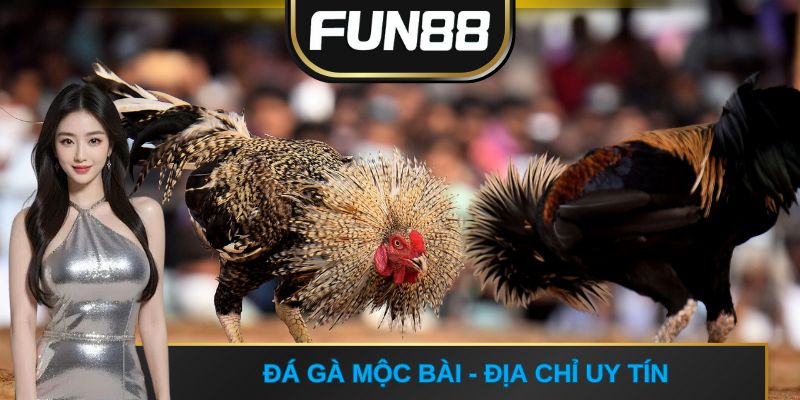 Đá gà Mộc Bài - Địa chỉ uy tín