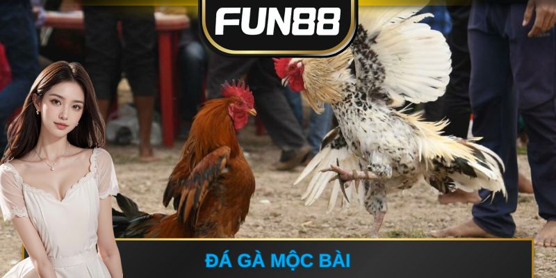 Đá gà Mộc Bài