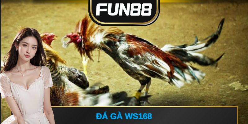 Đá gà WS168