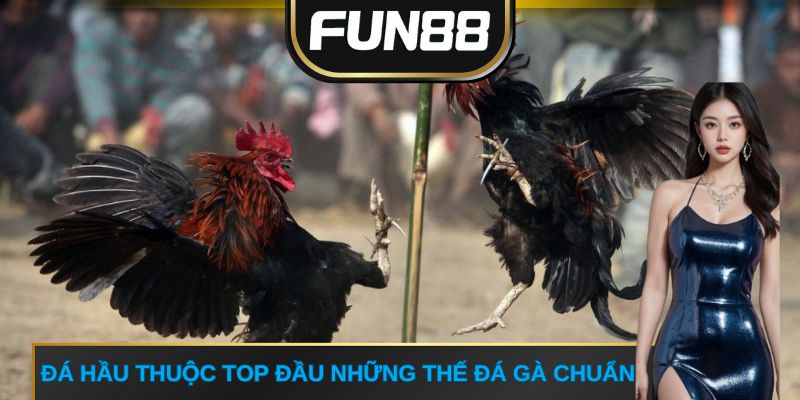 Đá hầu thuộc top đầu những thế đá gà chuẩn