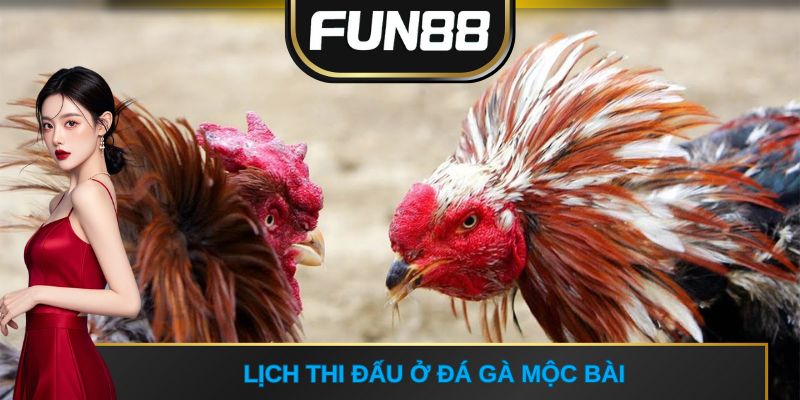 Lịch thi đấu ở Đá gà Mộc Bài