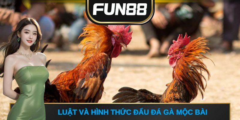 Luật và hình thức đấu đá gà Mộc Bài