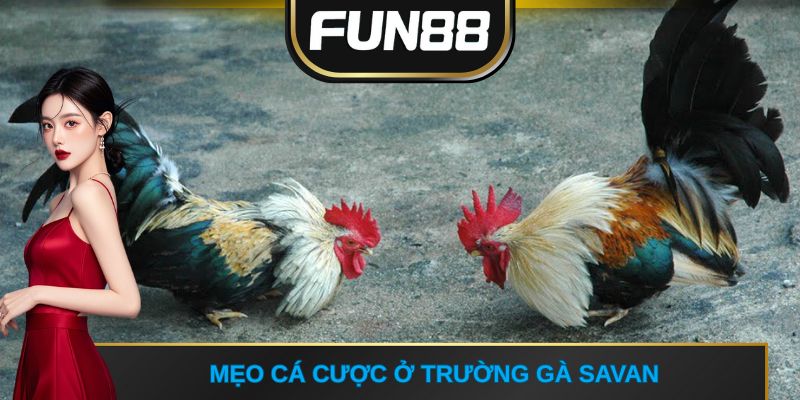 Mẹo cá cược ở trường gà Savan