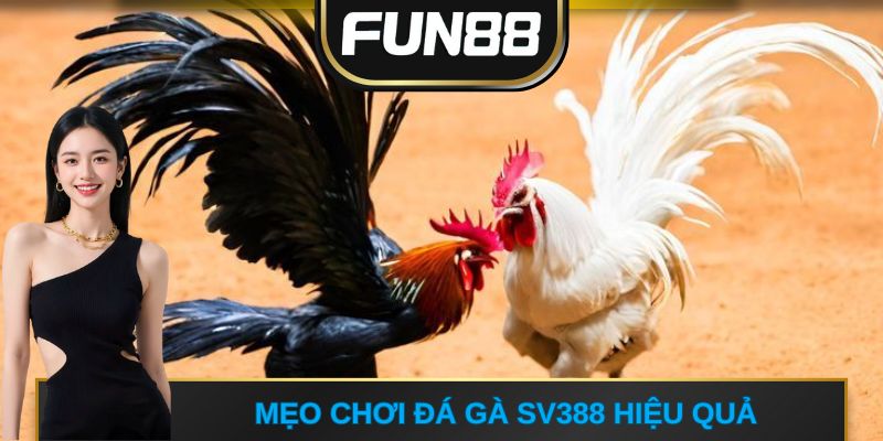 Mẹo chơi đá gà SV388 hiệu quả