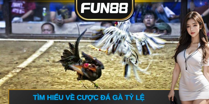 Tìm hiểu về cược đá gà tỷ lệ