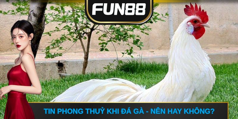 Tin phong thuỷ khi đá gà - nên hay không?