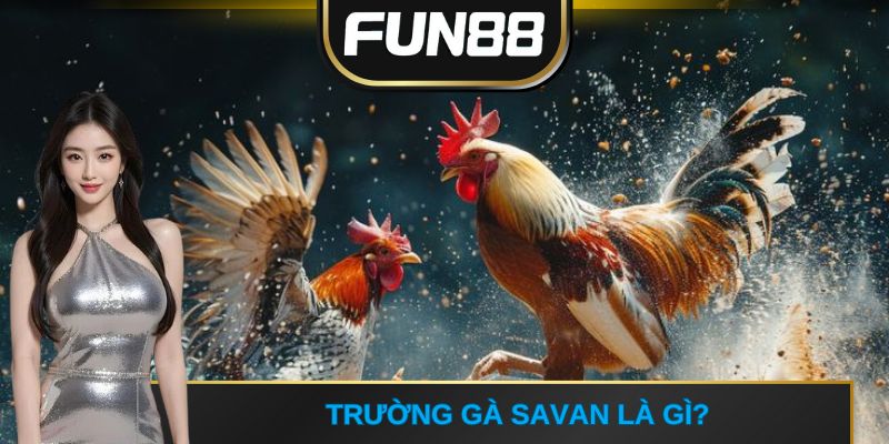 Trường gà Savan là gì?